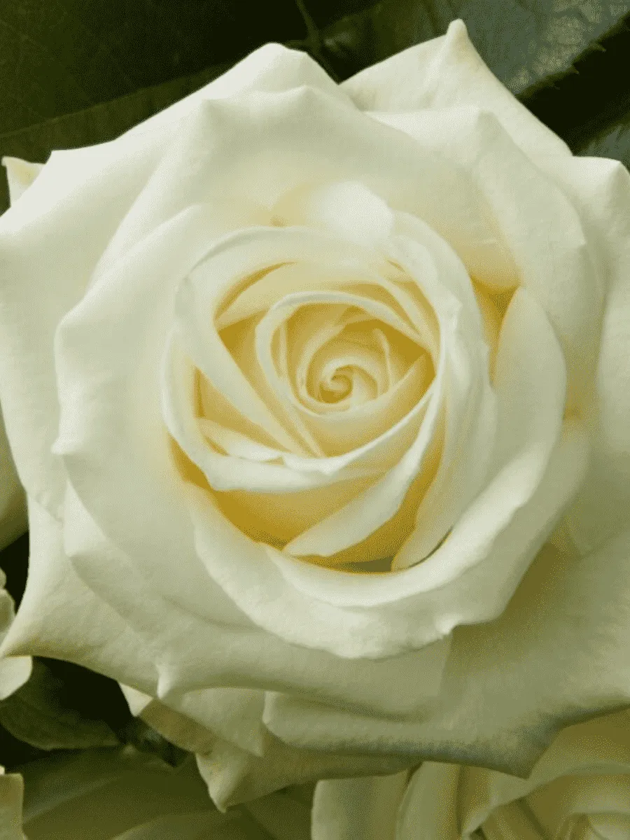 Роза чайно-гибридная Avalanche