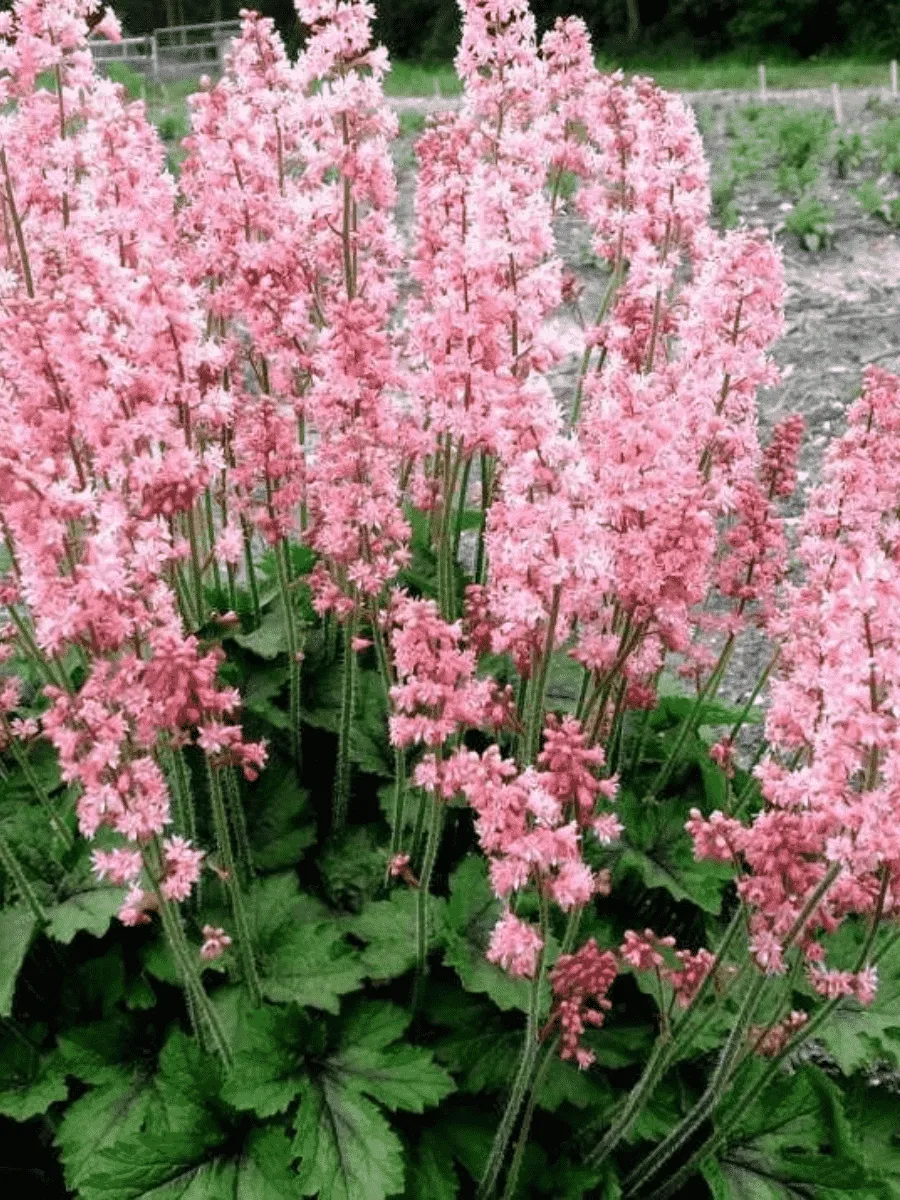 Гейхерелла Pink Revolution