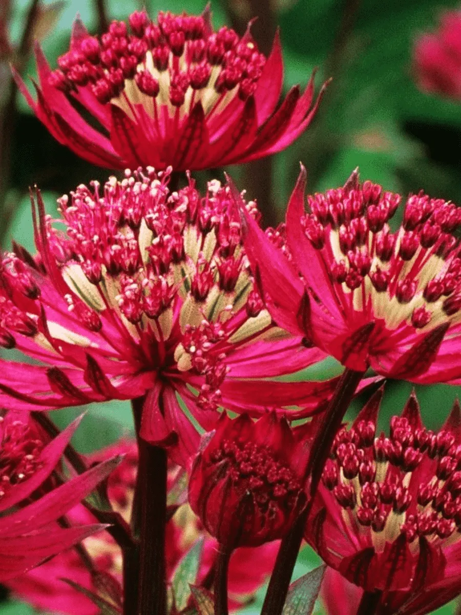 Астранция большая Red joyce