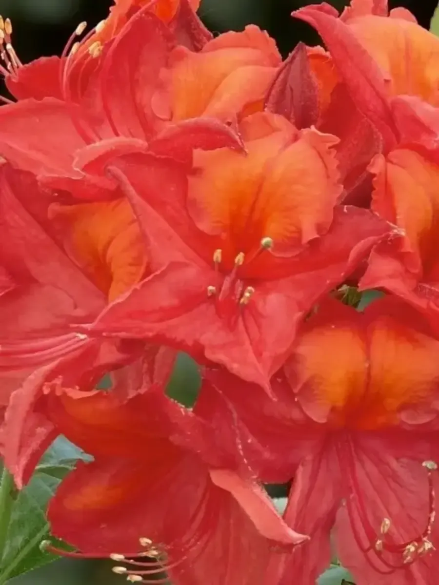 Азалия крупноцветковая Tunis Азалия крупноцветковая Tunis