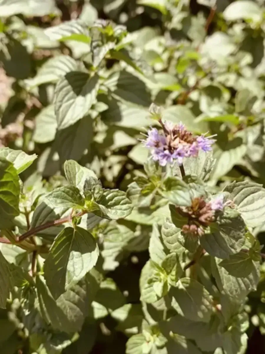 Мята Тархун