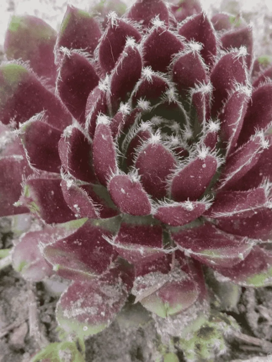 Молодило гибридное Silberkarneol