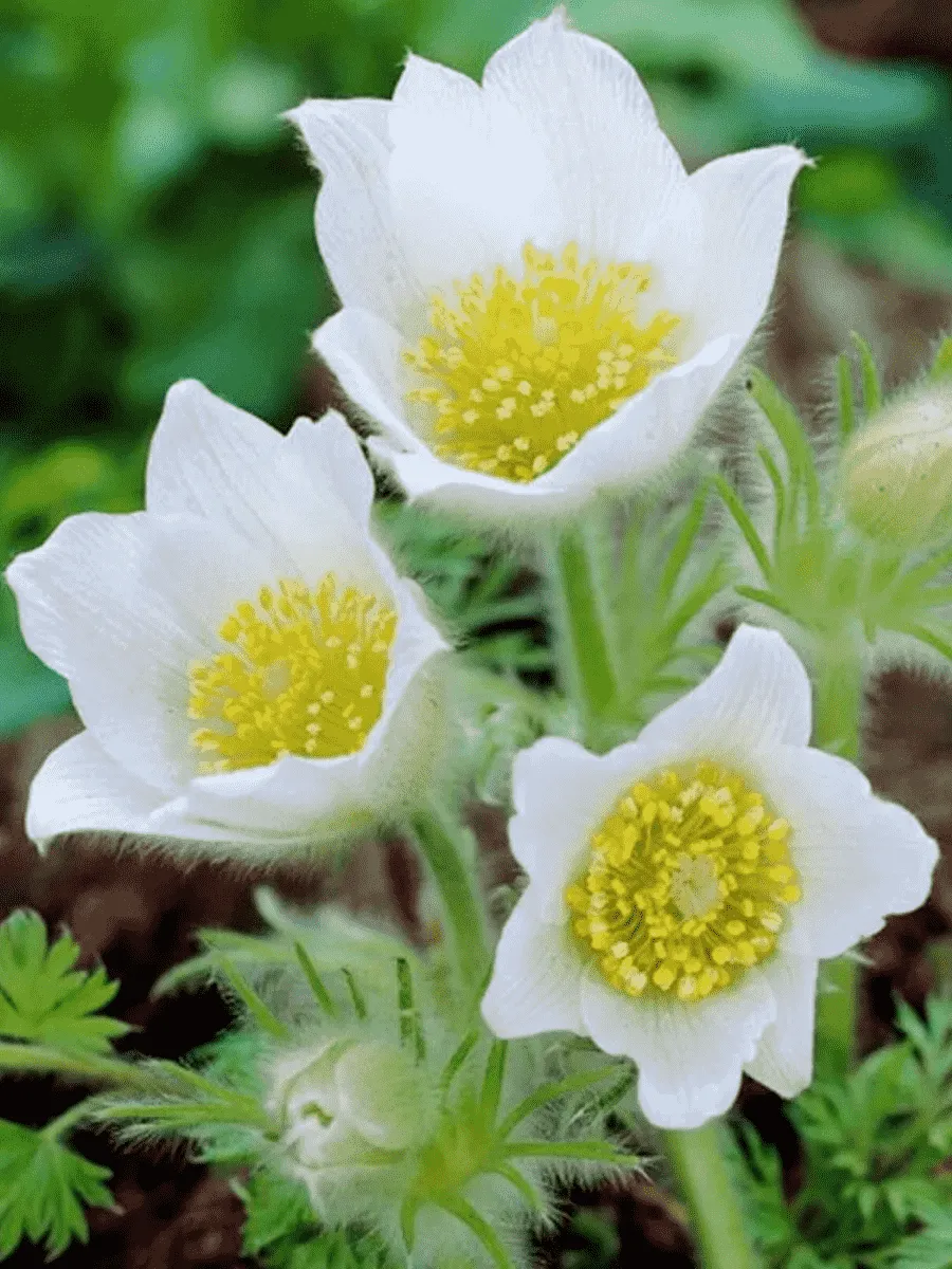 Прострел обыкновенный Alba Прострел обыкновенный Alba