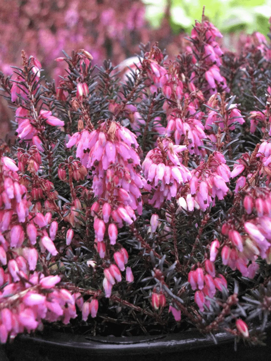 Эрика дарленская Wintersonne