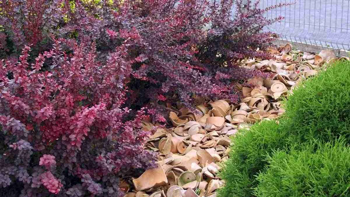 Барбарис в саду