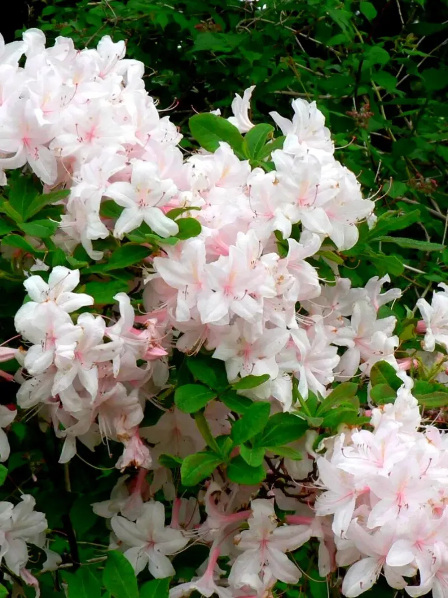 Азалия крупноцветковая White Lights Азалия крупноцветковая White Lights