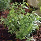 Липпия лимонная Limoncello