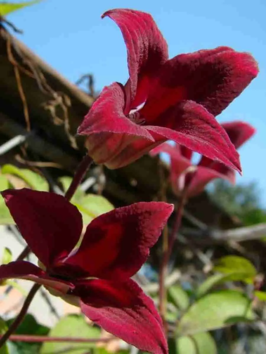 Клематис Gravetye Beauty