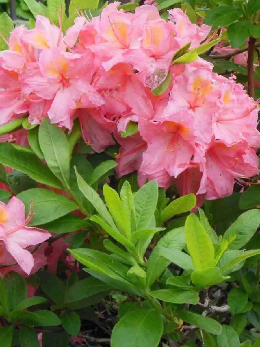 Азалия крупноцветковая Rosenkopfchen Азалия крупноцветковая Rosenkopfchen