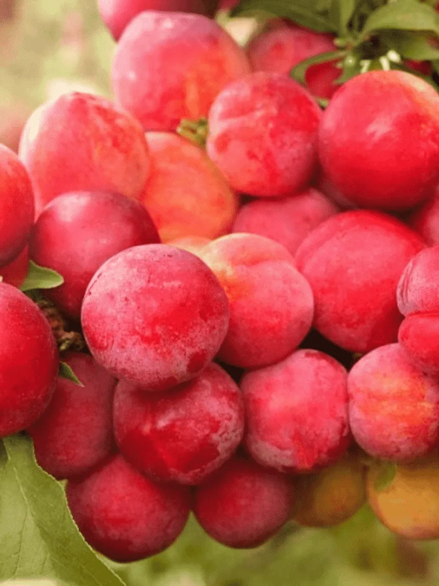 Алыча гибридная Неженка Алыча гибридная Неженка