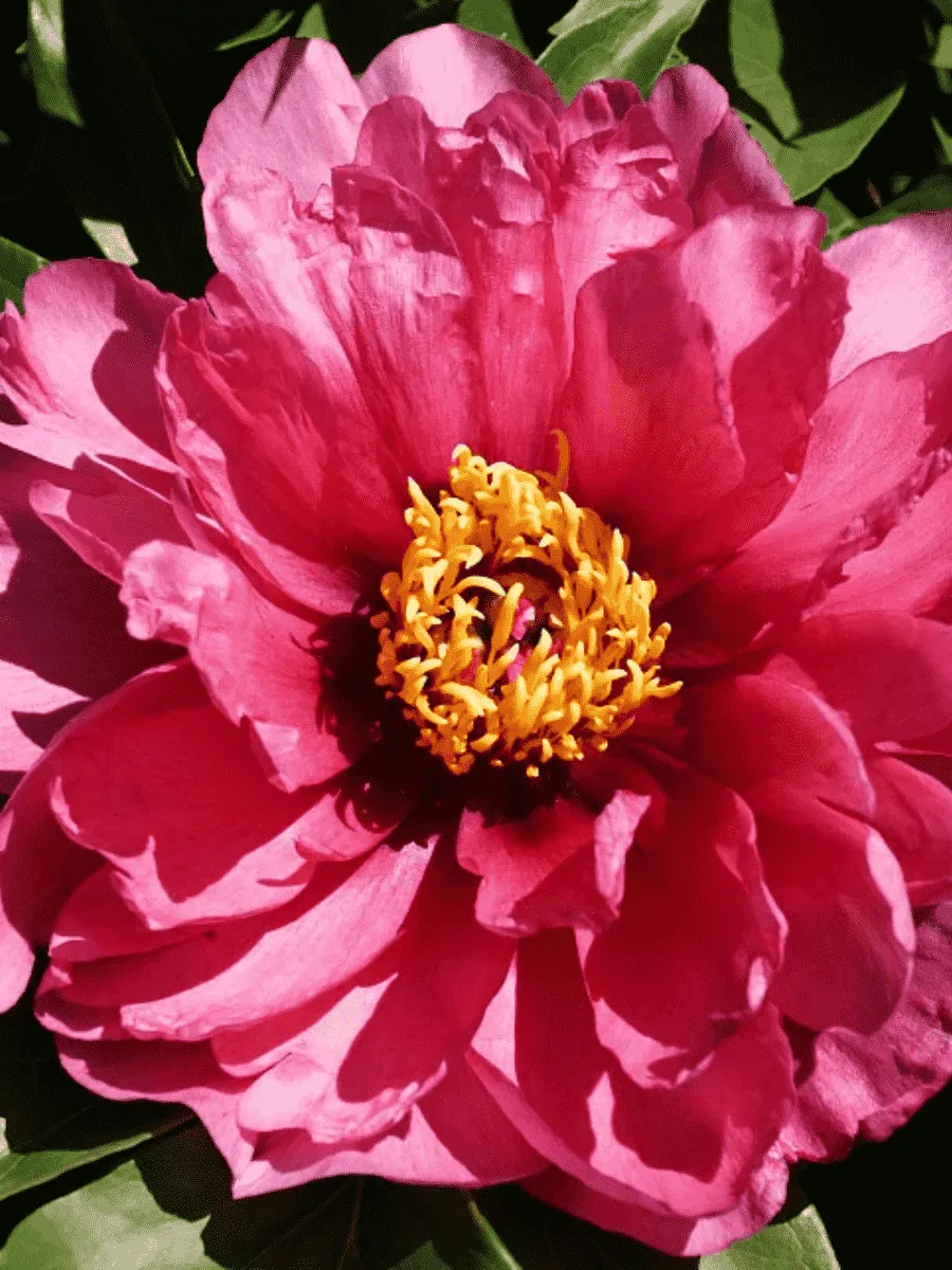 Пион ИТО Yankee Doodle Dandy