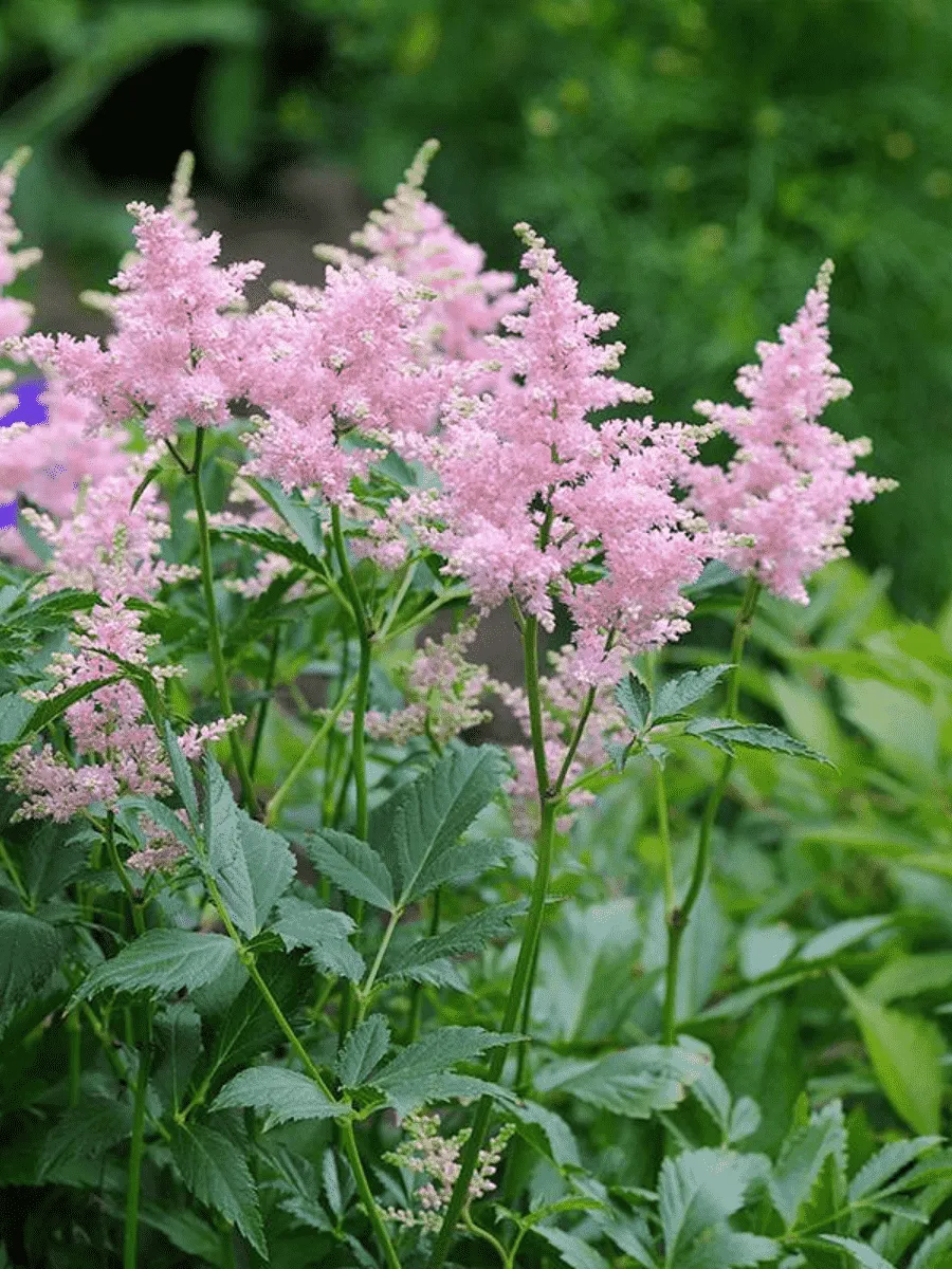Астильба японская Europa Астильба японская Europa