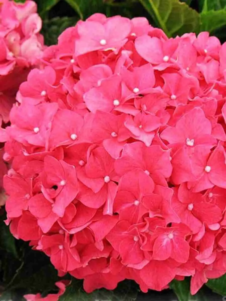 Гортензия крупнолистная Forever and ever Red