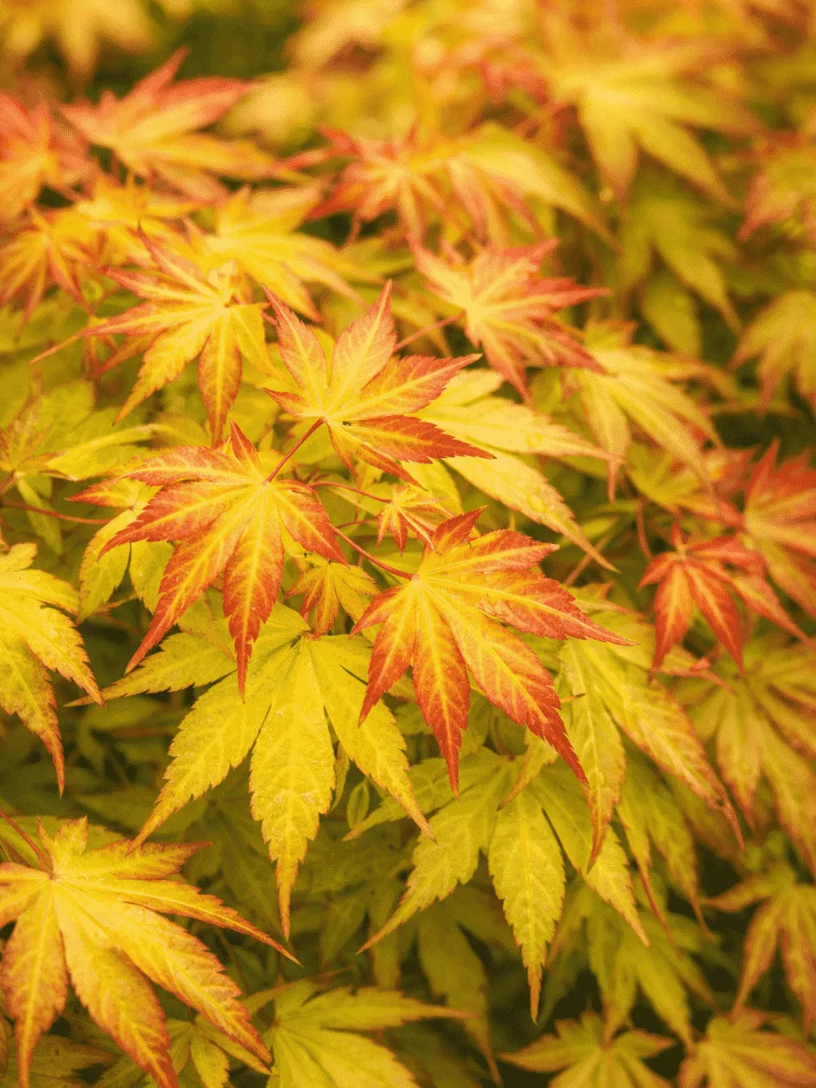 Клен веерный Katsura