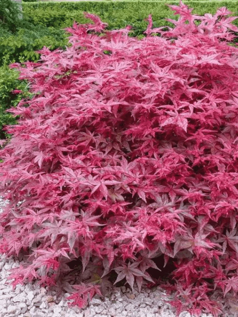 Клен веерный Beni-maiko