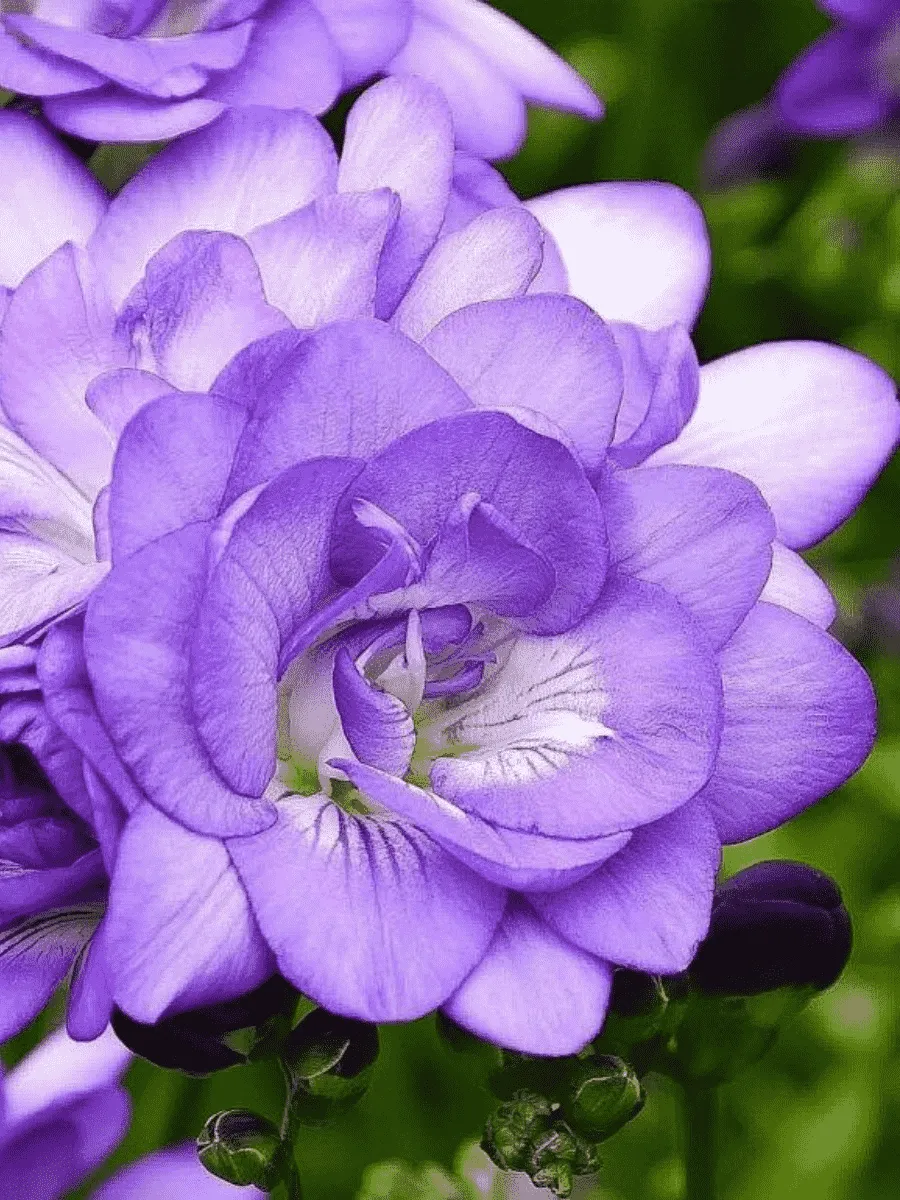 Фрезия Double Blue Фрезия Double Blue