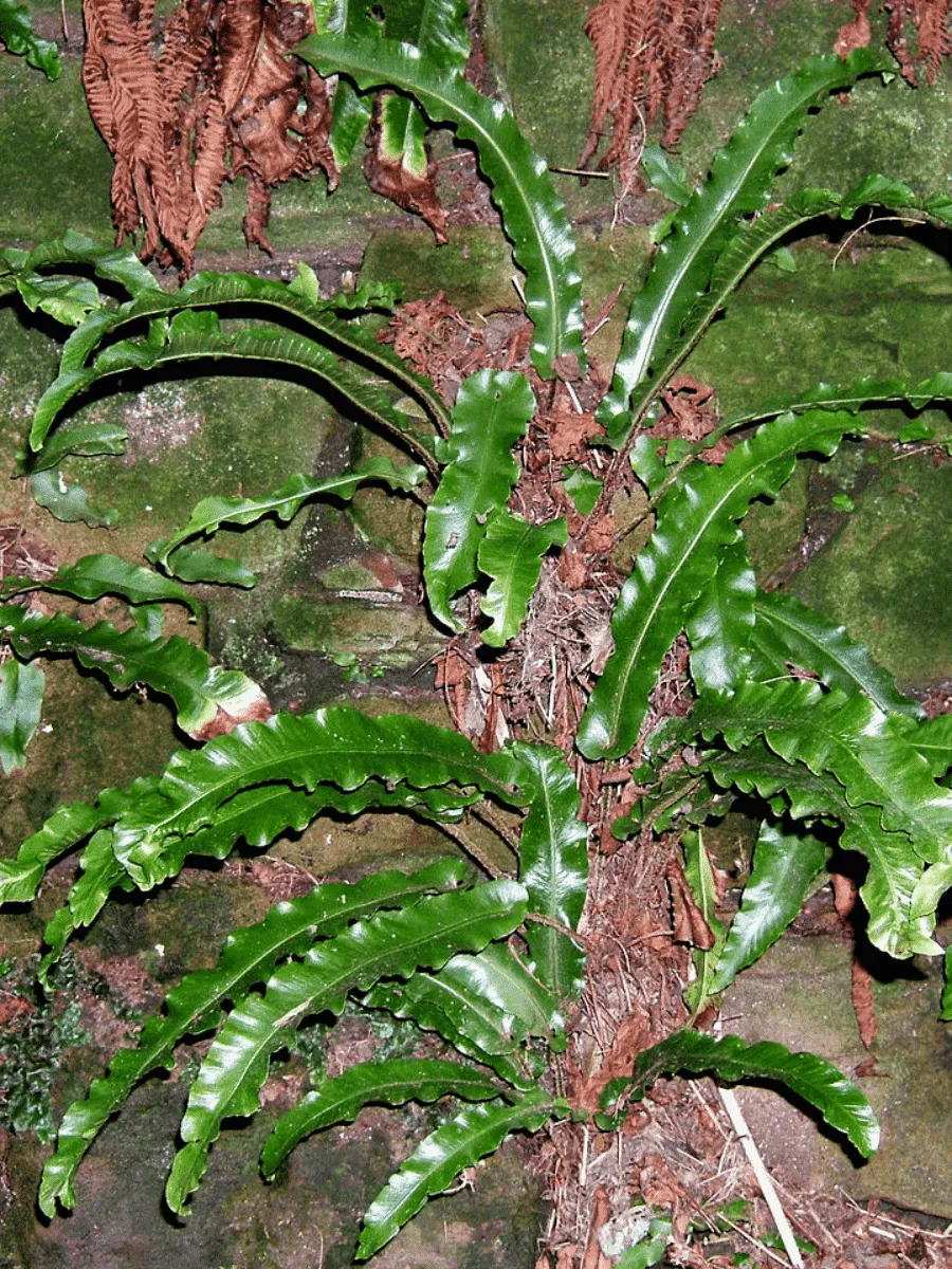 Листовик сколопендровый