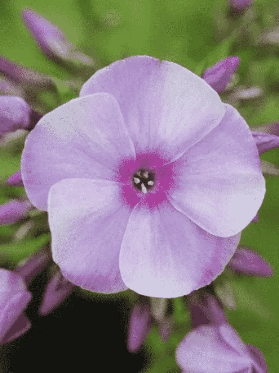 Флокс метельчатый Ярославна