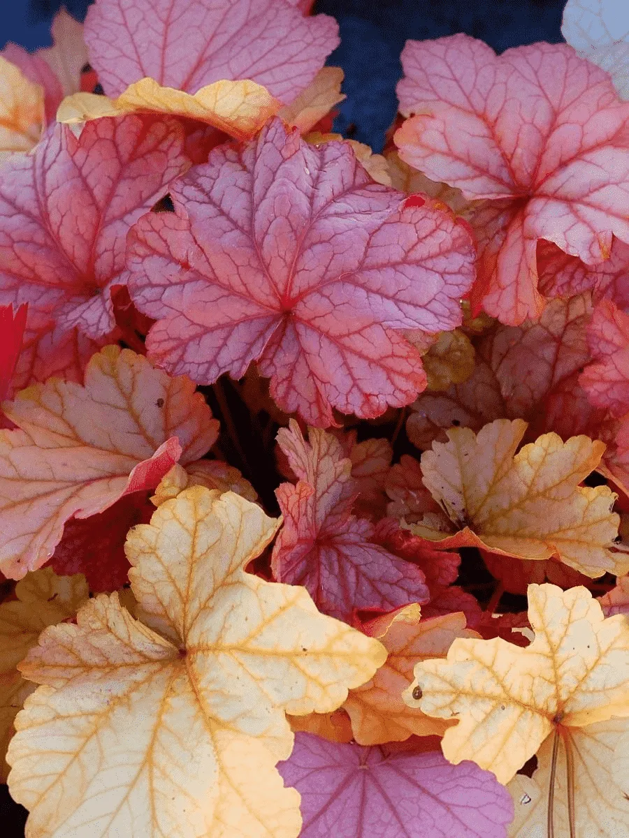 Гейхера Vienna