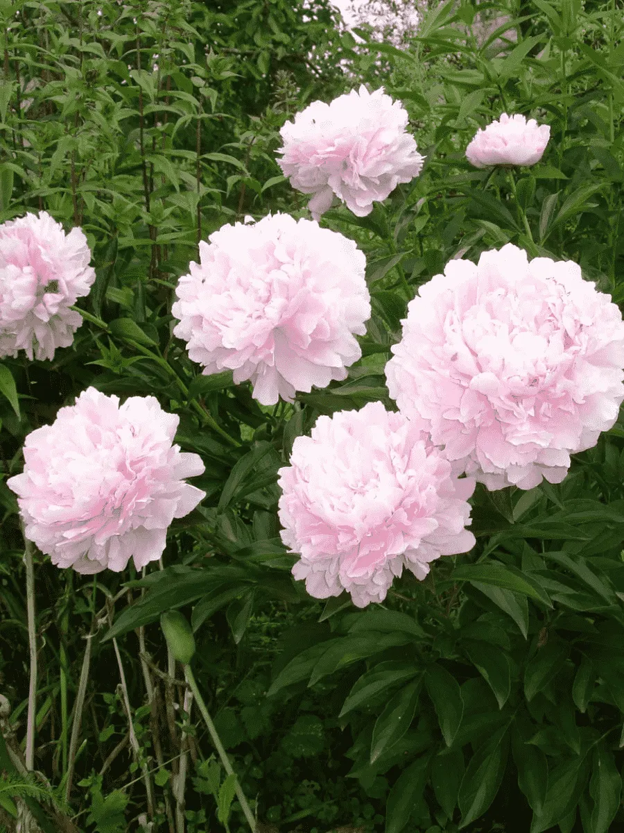 Пион Молочноцветковый Martha Bulloch