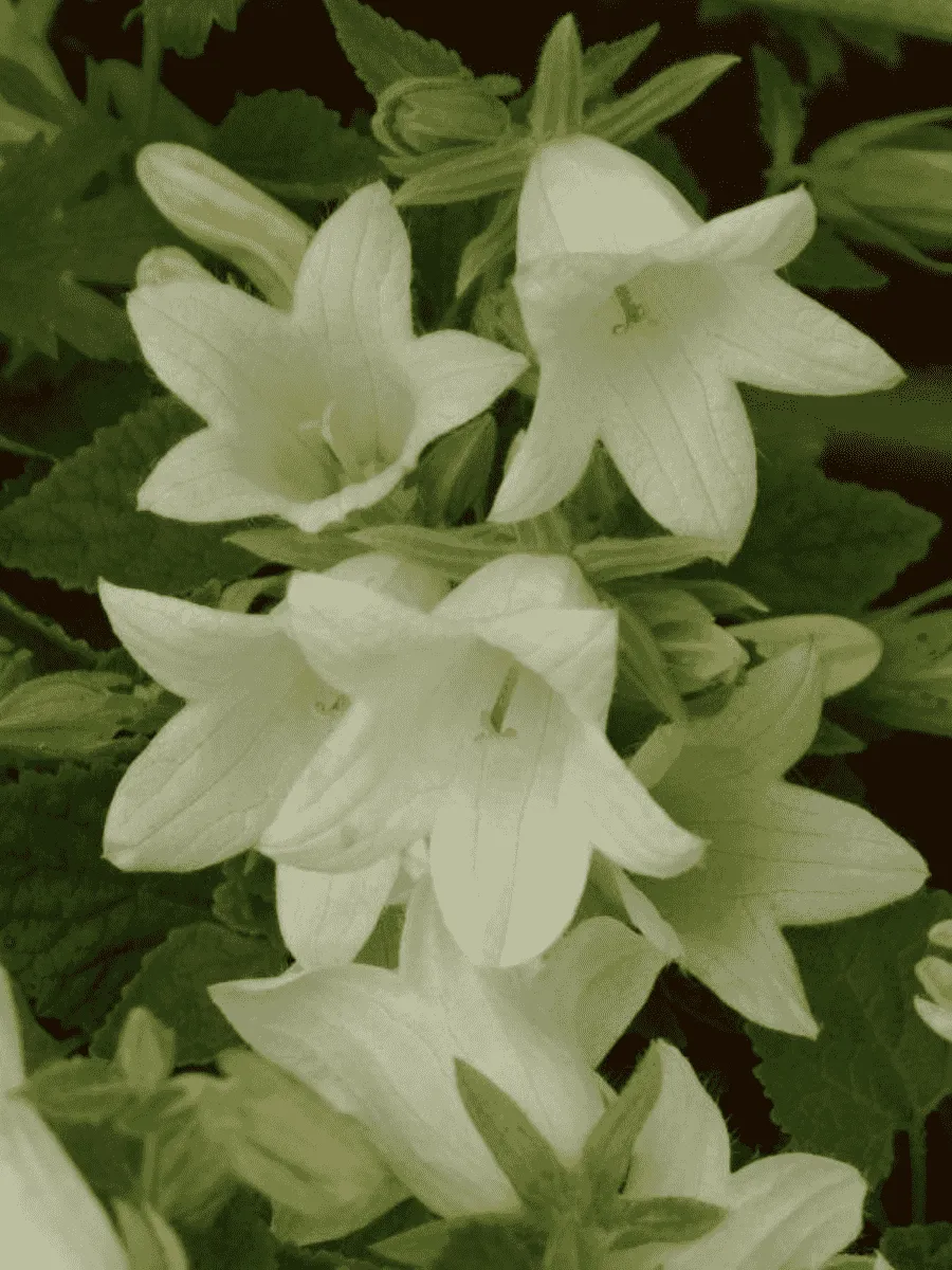 Колокольчик бледноохряный Mrs van Vollenhoven