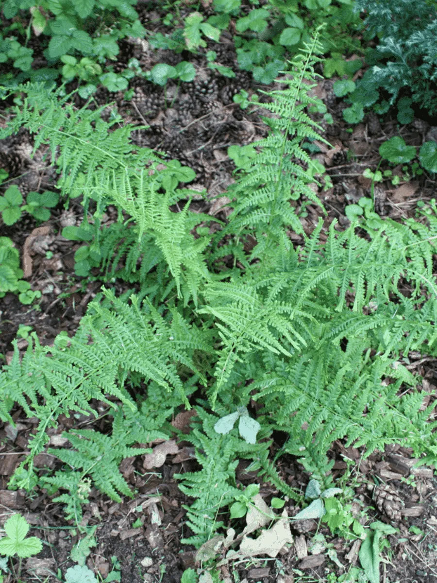 Кочедыжник женский Victoriae Кочедыжник женский Victoriae