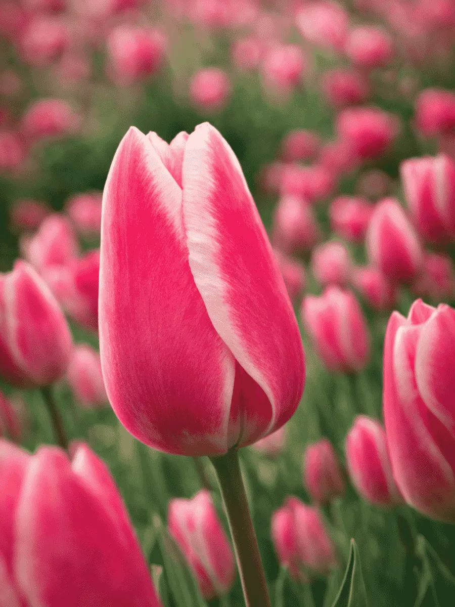 Тюльпан триумф Spring Surprise