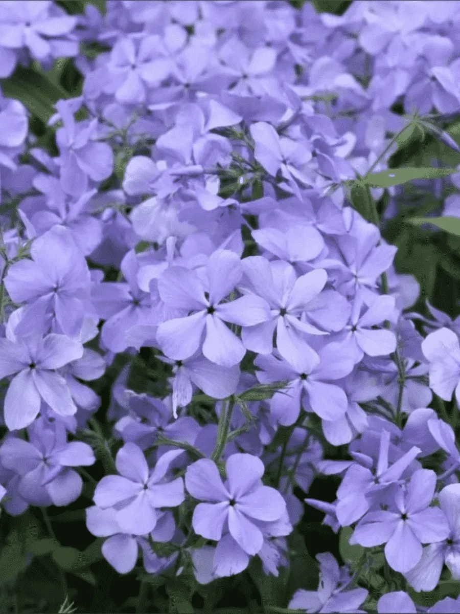 Флокс растопыренный Blue Moon