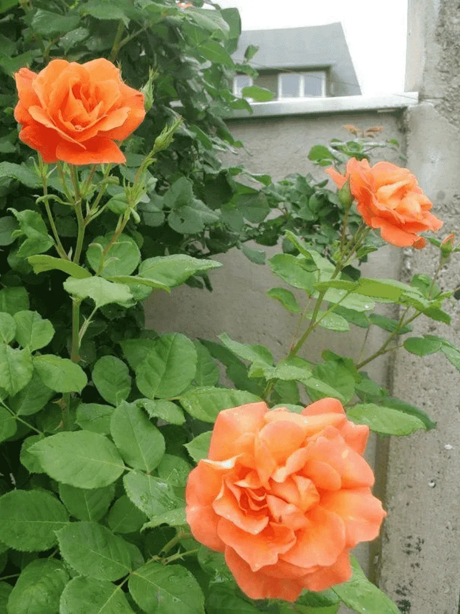 Роза Плетистая Orangedawn