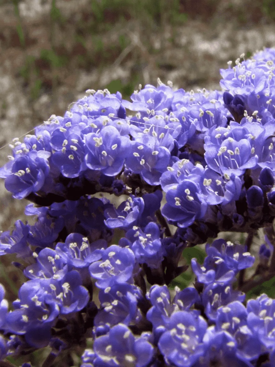 Кермек Кермек