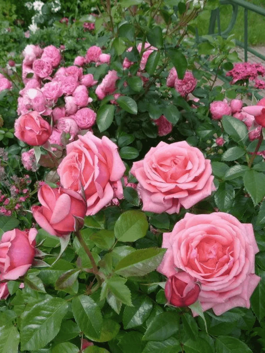 Роза Чайно-гибридная Bermuda