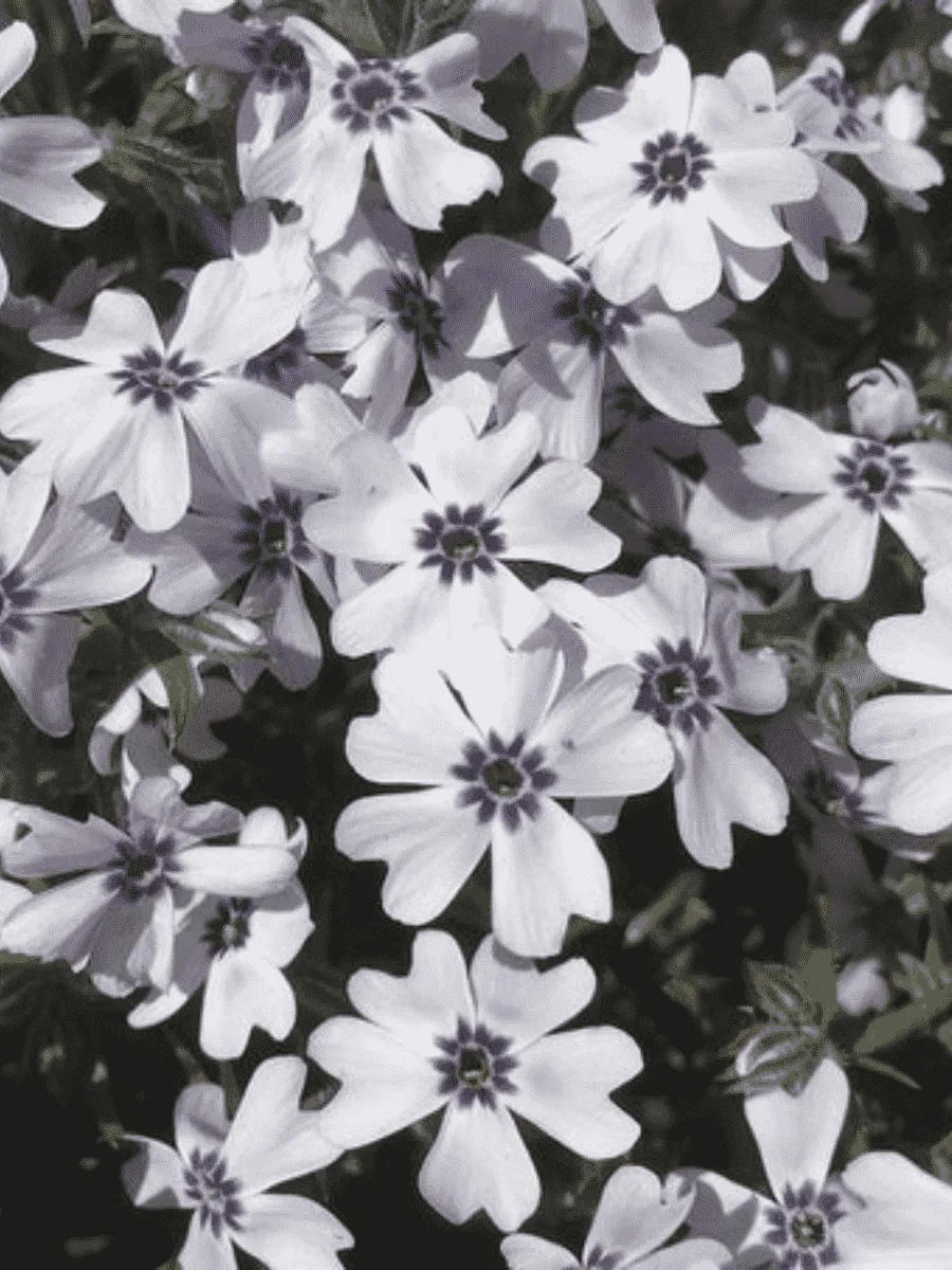 Флокс шиловидный Pharao Blue Eye