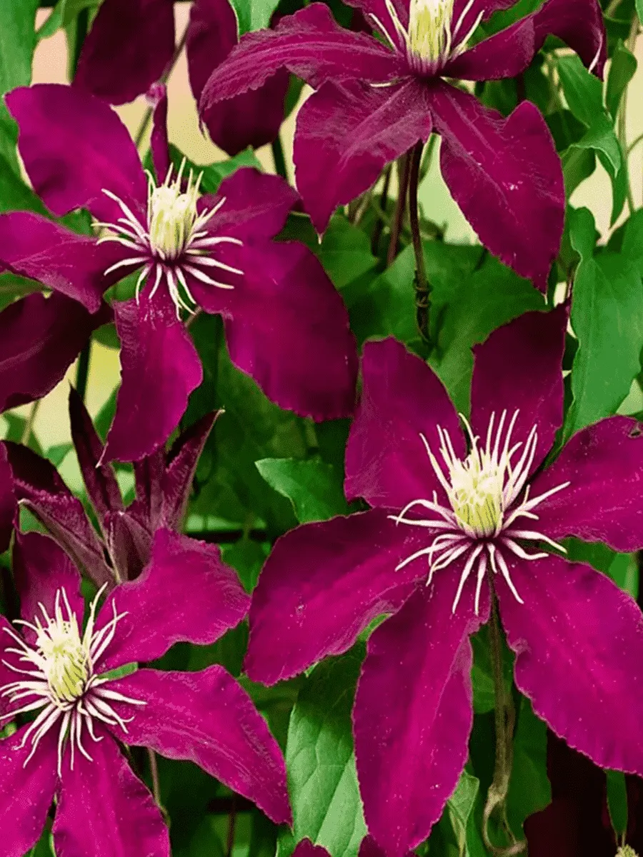 Клематис гибридный Niobe