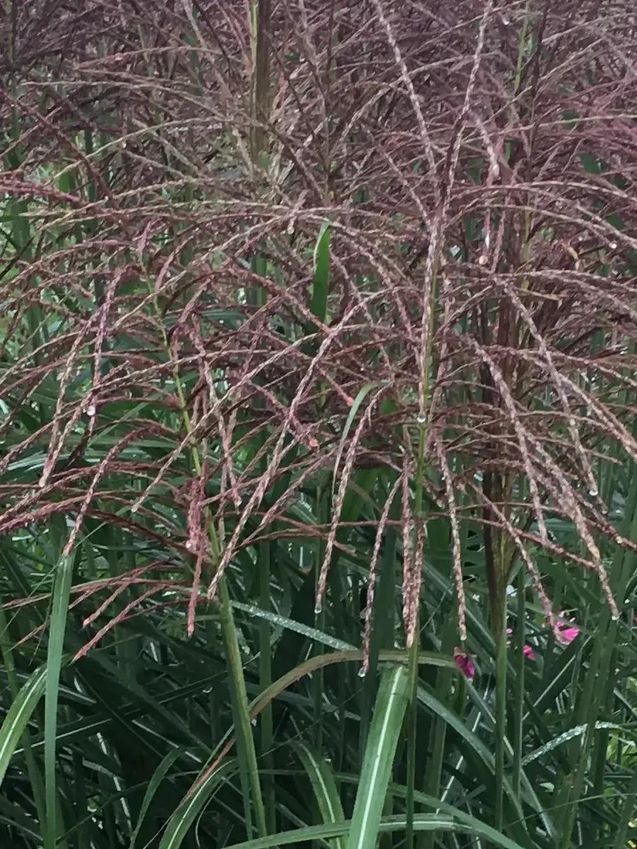 Мискантус китайский Malepartus Мискантус китайский Malepartus