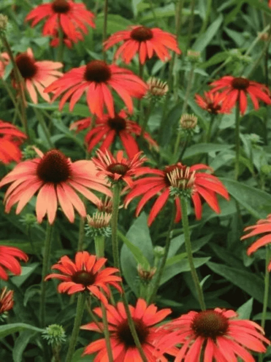 Эхинацея пурпурная Tomato Soup