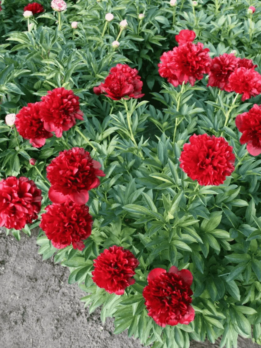 Пион Молочноцветковый Red Grace