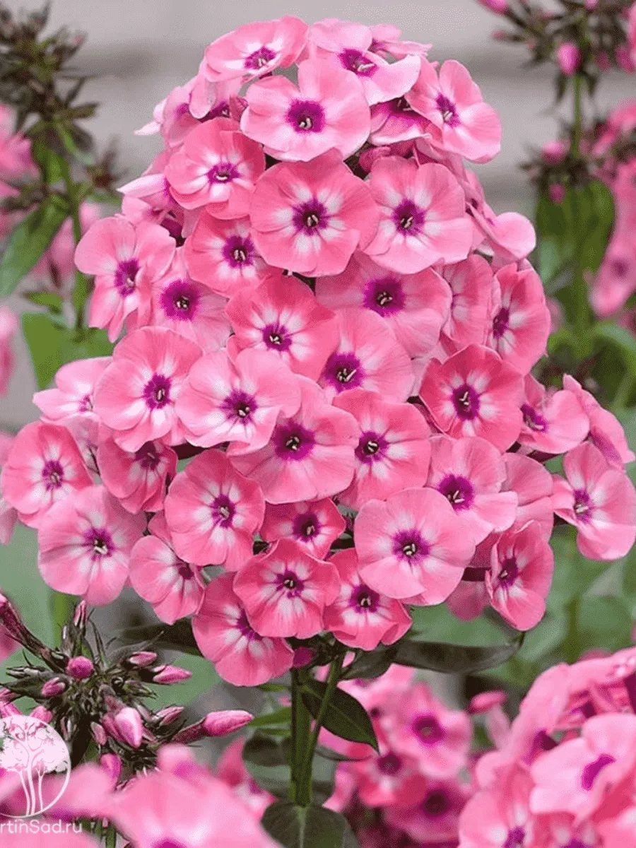 Флокс метельчатый Larissa