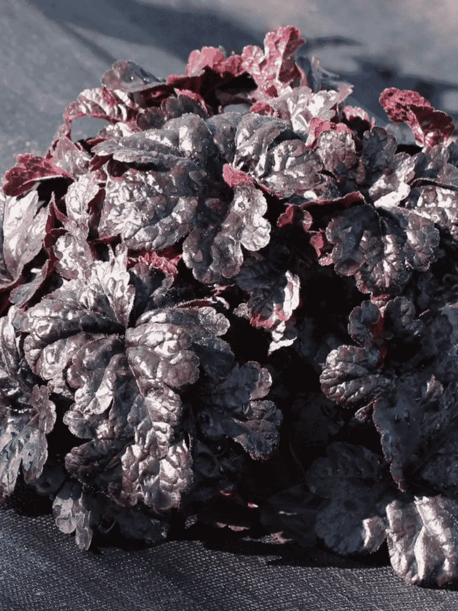 Гейхерелла Onyx