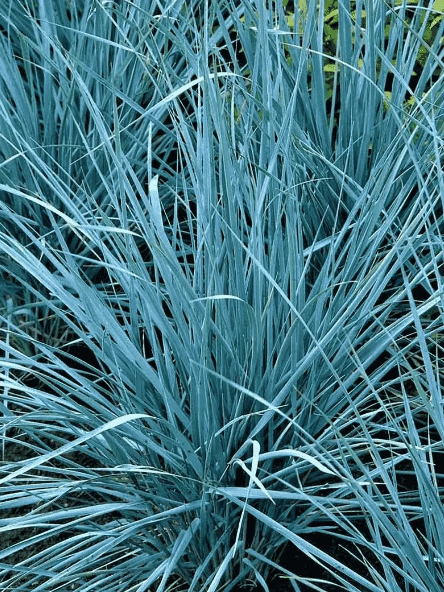 Элимус песчаный  Blue Dune Элимус песчаный  Blue Dune