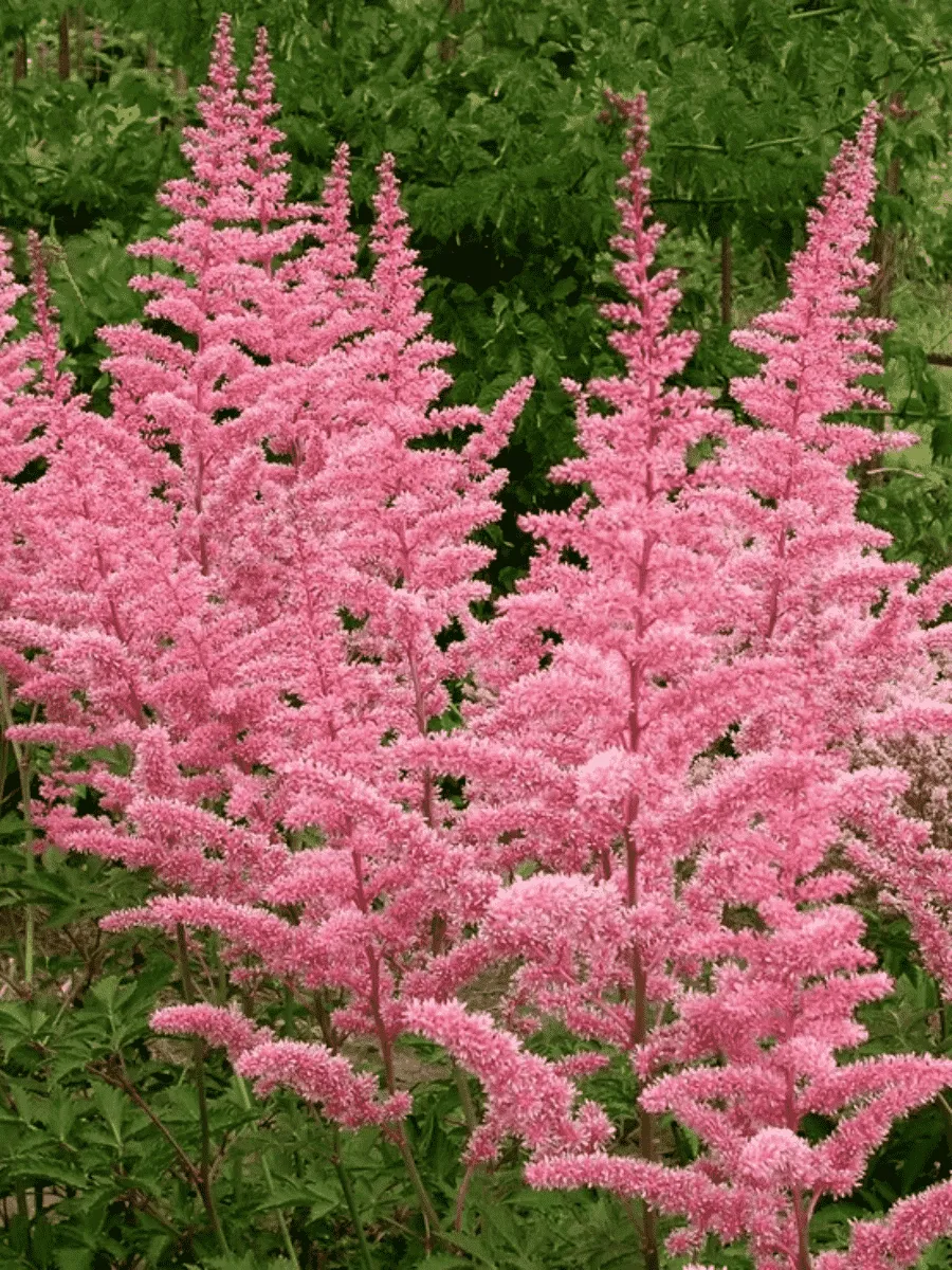 Астильба Арендса Cattleya