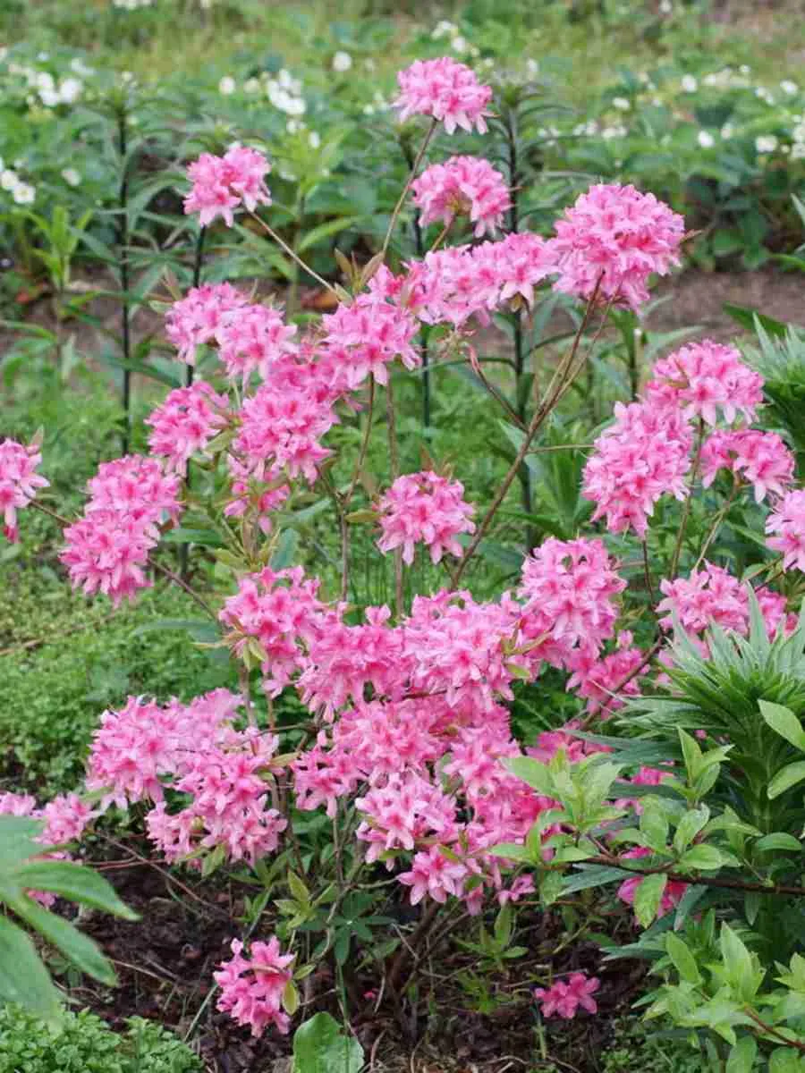 Азалия Western Lights