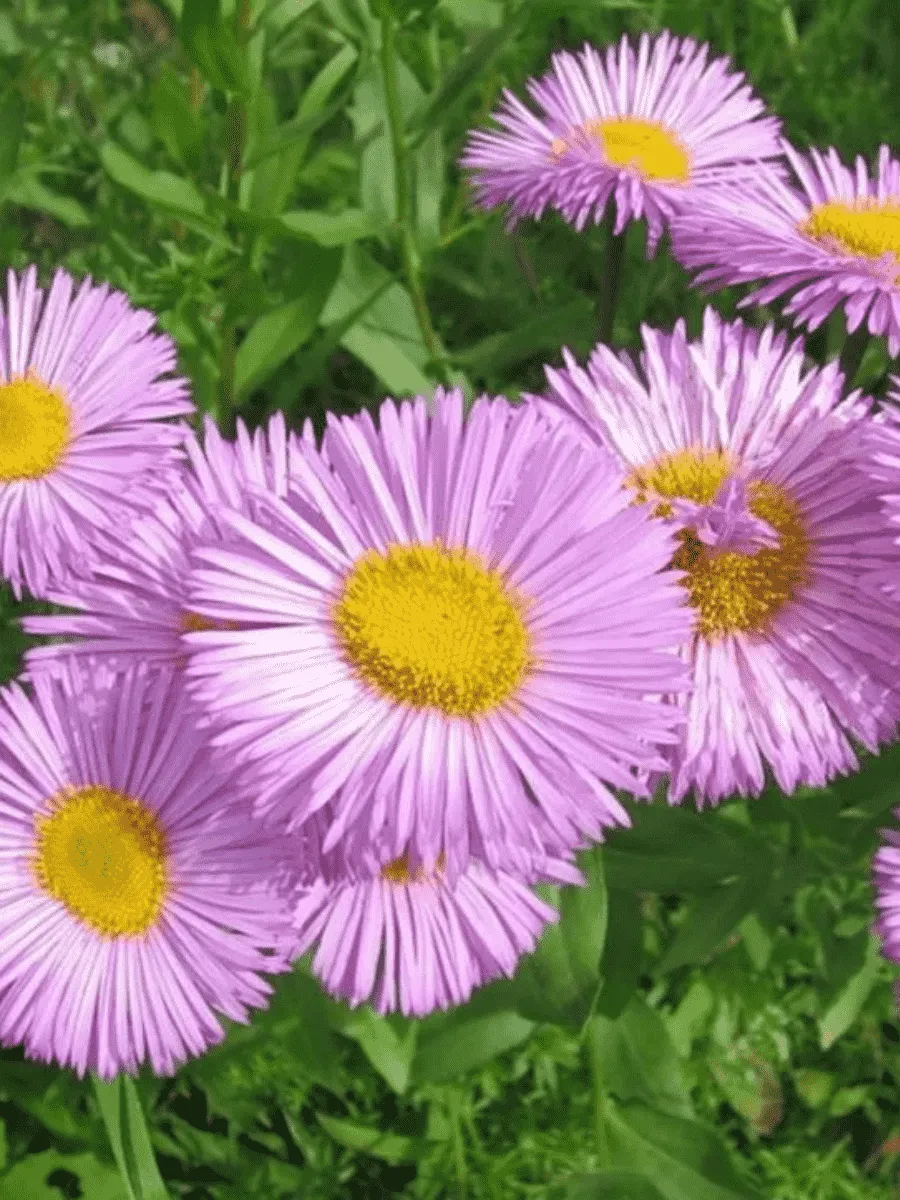 Мелколепестник Мелколепестник