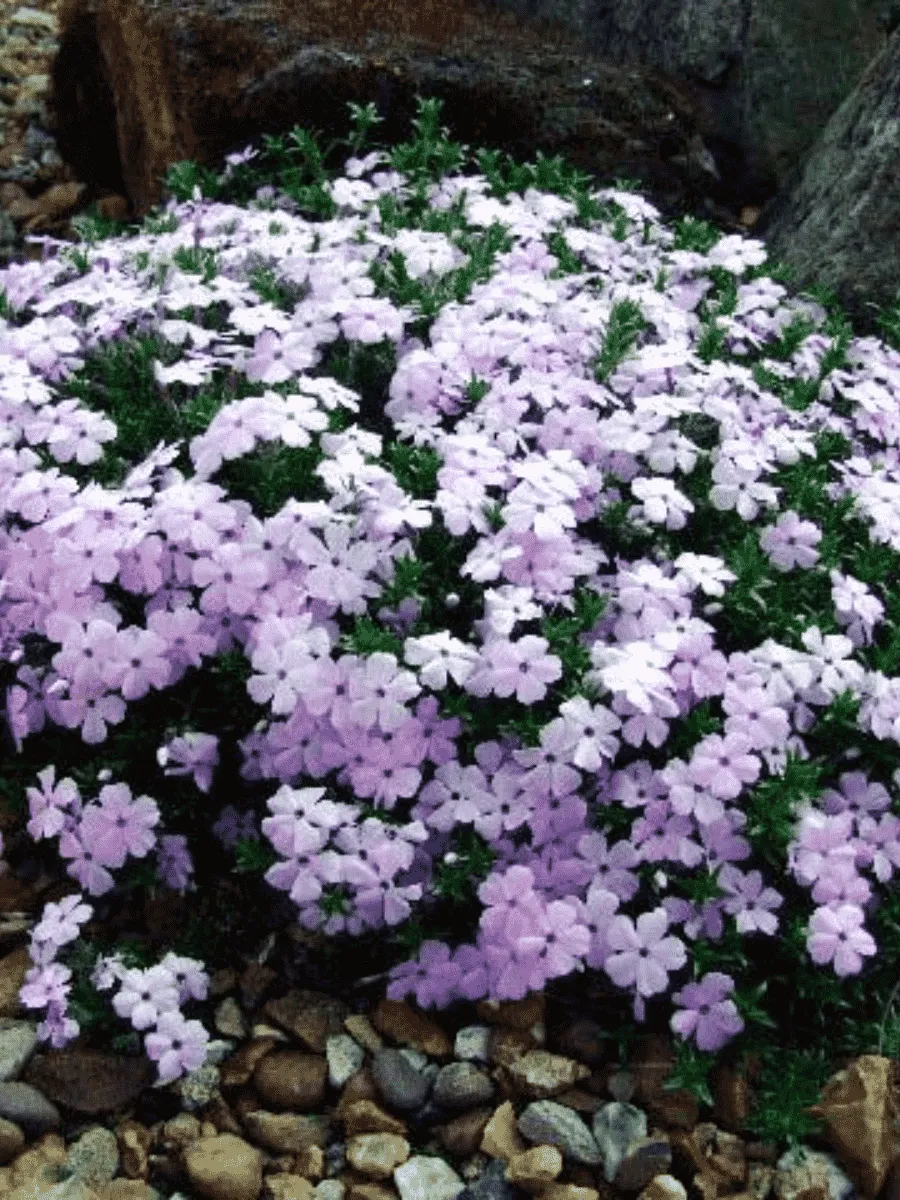 Флокс дугласа Lilac Cloud