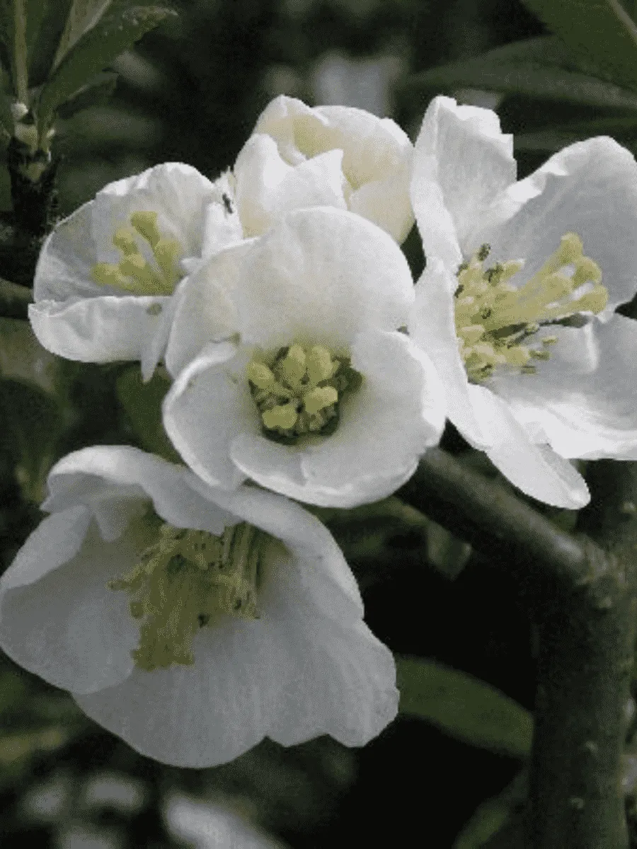 Айва прекрасная Nivalis Айва прекрасная Nivalis