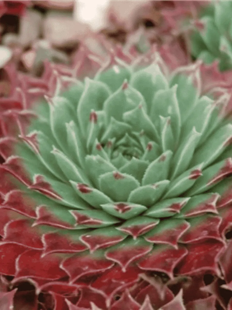 Молодило Grandiflorum