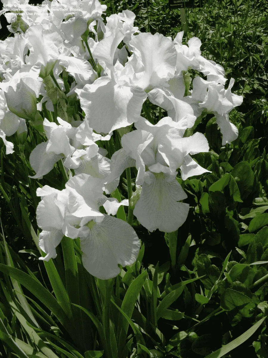 Ирис германский English Cottage