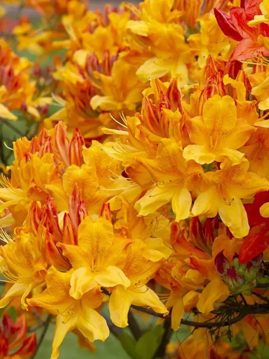 Азалия Christopher Wren