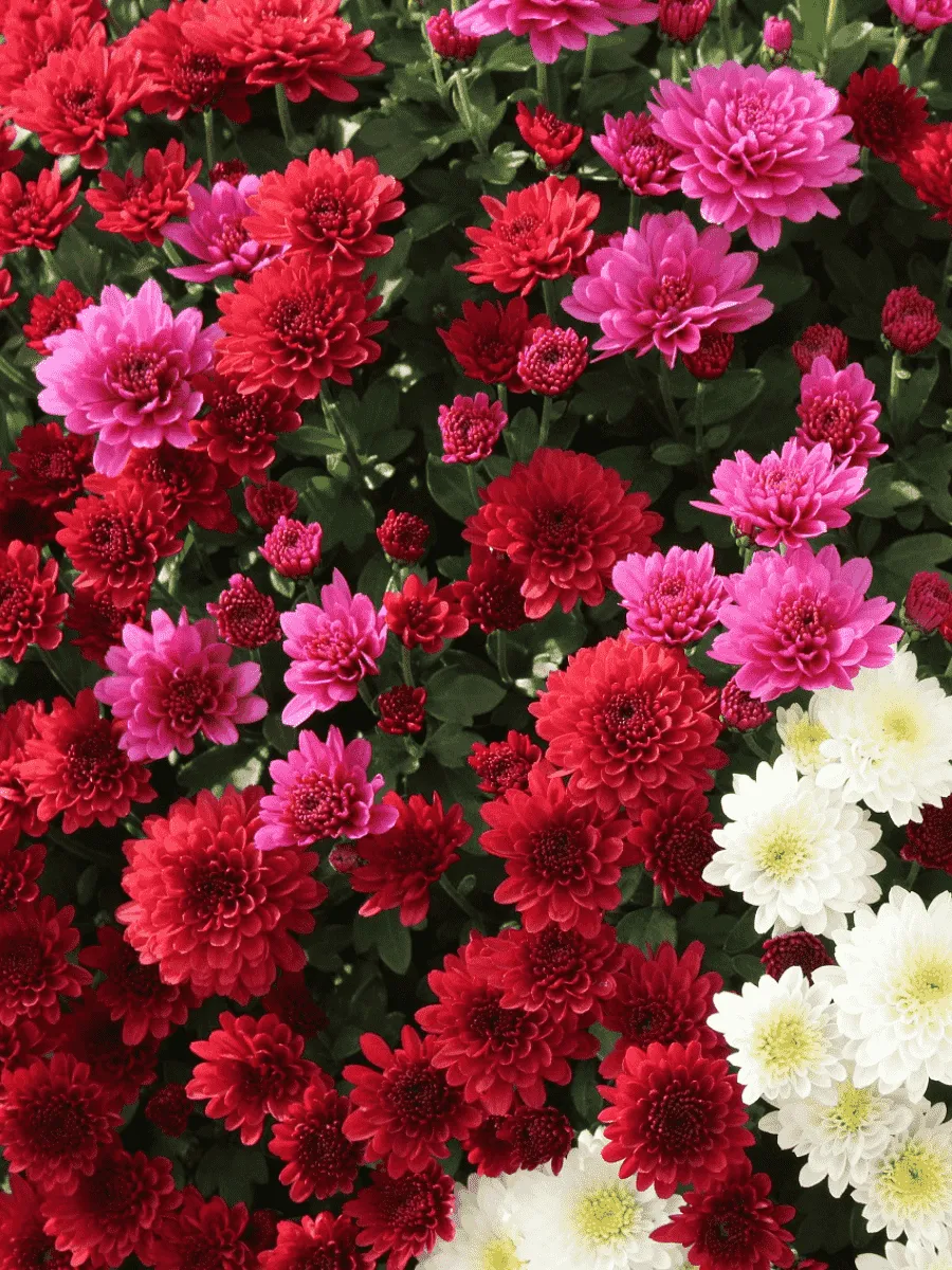 Хризантема Хризантема