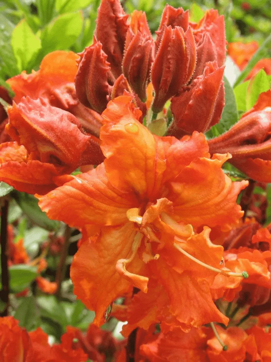 Азалия крупноцветковая Gibraltar Азалия крупноцветковая Gibraltar