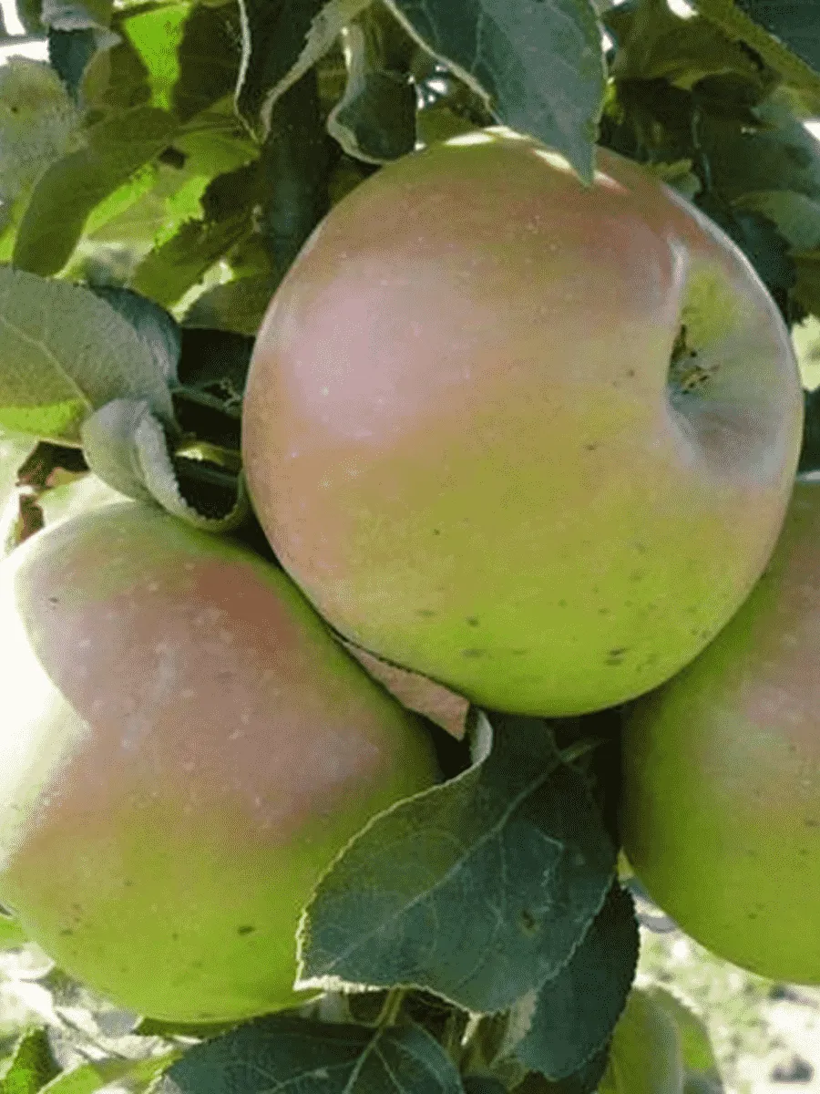 Яблоня Колоновидная Таскан Яблоня Колоновидная Таскан